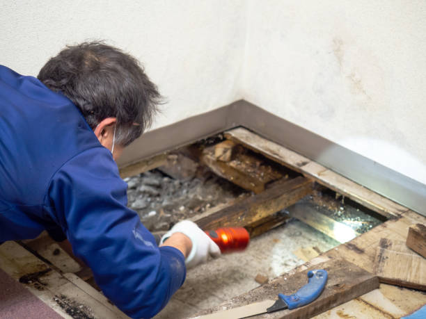 Best Home Mold Removal  in Blanchard, OK