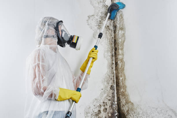 Best Certified Mold Removal  in Blanchard, OK