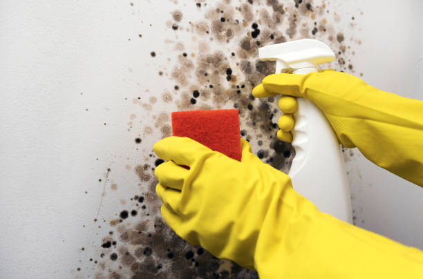 Best Commercial Mold Removal  in Blanchard, OK