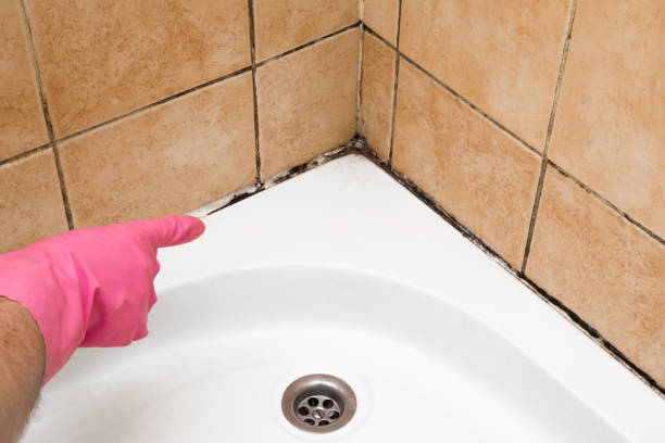 Best Mold Damage Repair  in Blanchard, OK